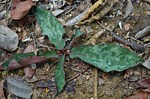 Euphorbia cremersii Tsingy de Namoroka GPS251 Mad 2015_1410.jpg
